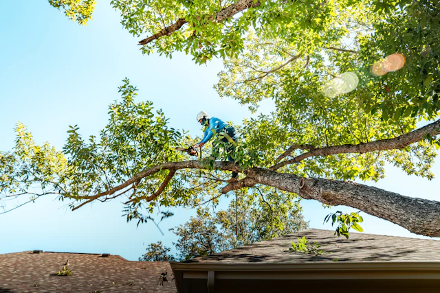 Tree Cutting & Removal services in Singapore — The Bespoke Club