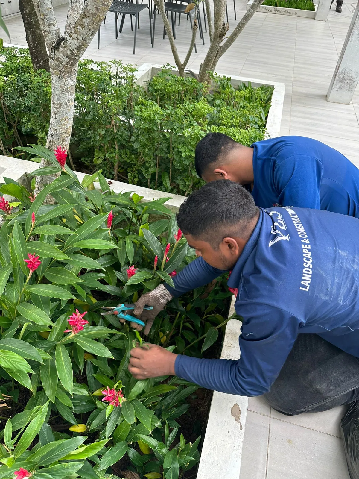 Landscape Maintenance project in Singapore by The Bespoke Club
