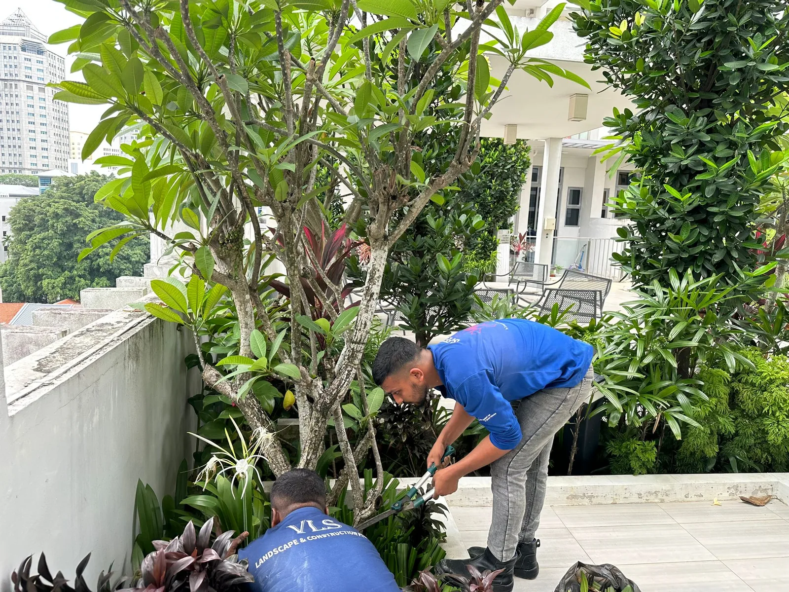 Landscape Maintenance project in Singapore by The Bespoke Club