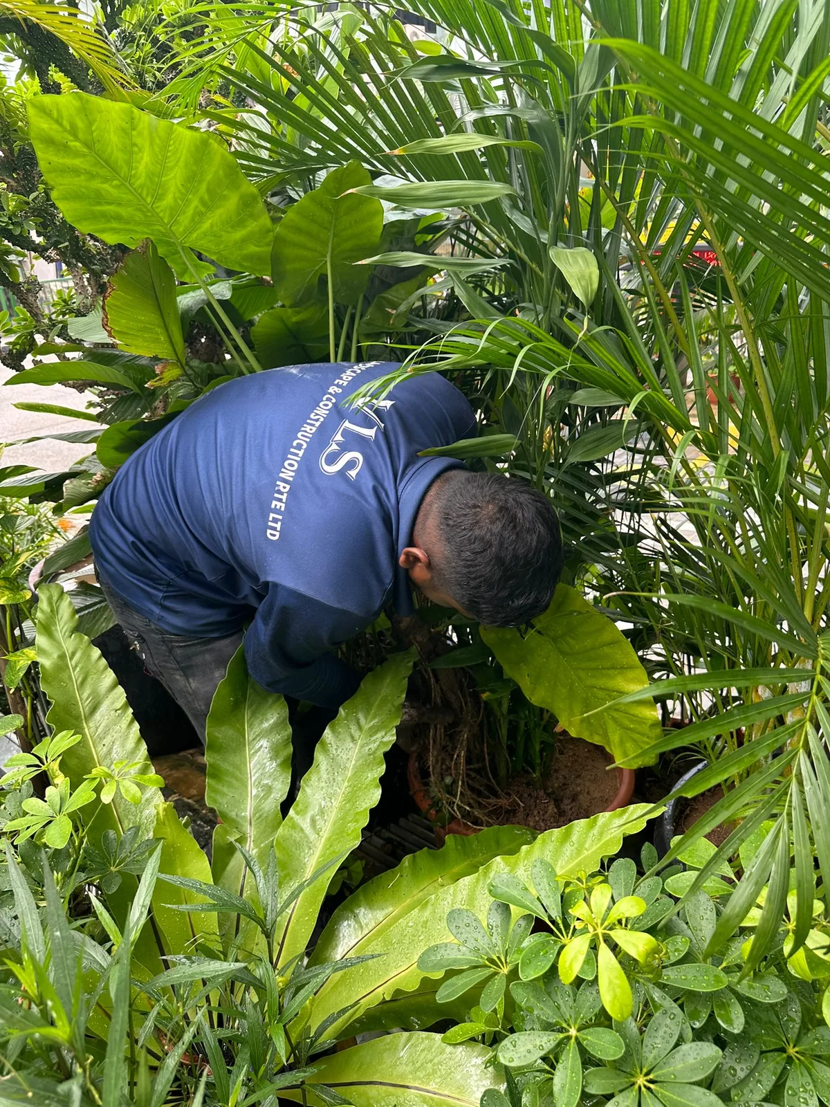 Landscape Maintenance project in Singapore by The Bespoke Club