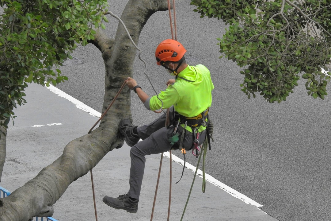 Caring for Bamboo: Pruning and Control