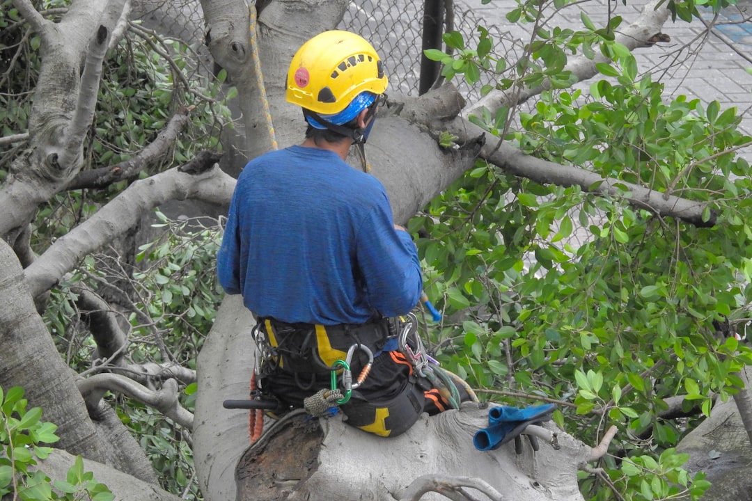 Caring for Fig and Banyan Trees