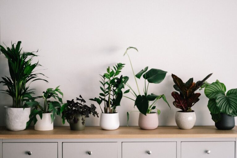 Caring for Rubber Plants (Ficus elastica)