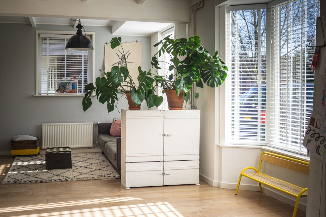 How to Fertilise Indoor Plants