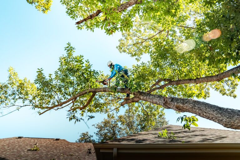 When Should You Prune Trees in Singapore?