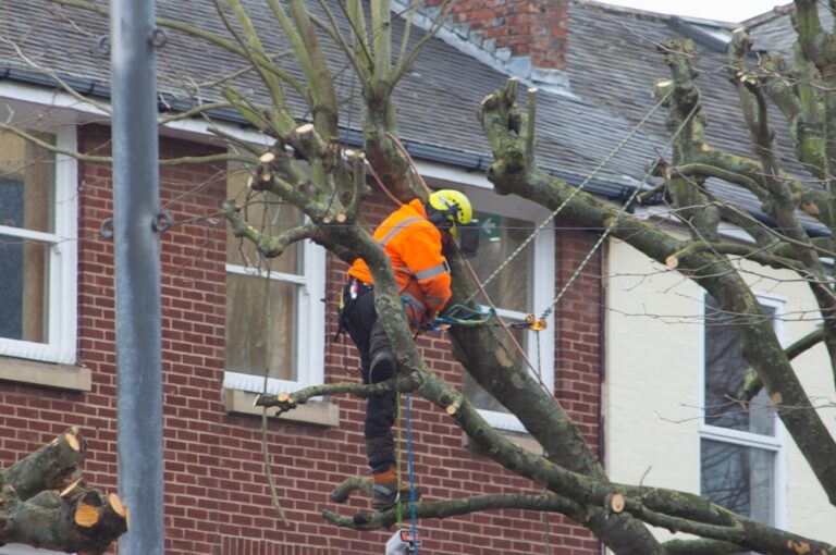 How to Care for a Newly Transplanted Tree
