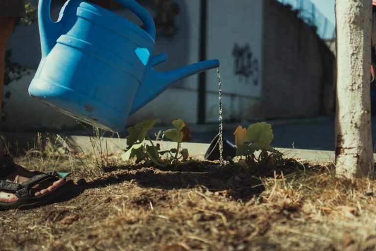 How Often Should You Water Plants in Singapore?