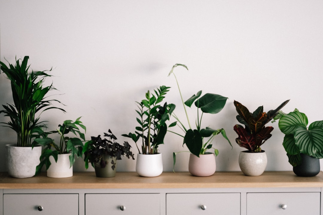Best Low-Light Indoor Plants for Singapore Homes and Offices
