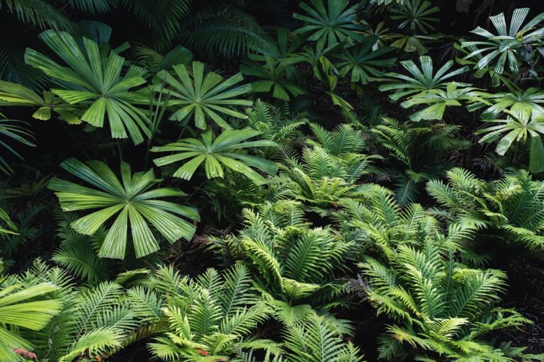 Low-Maintenance Plants for Singapore Gardens