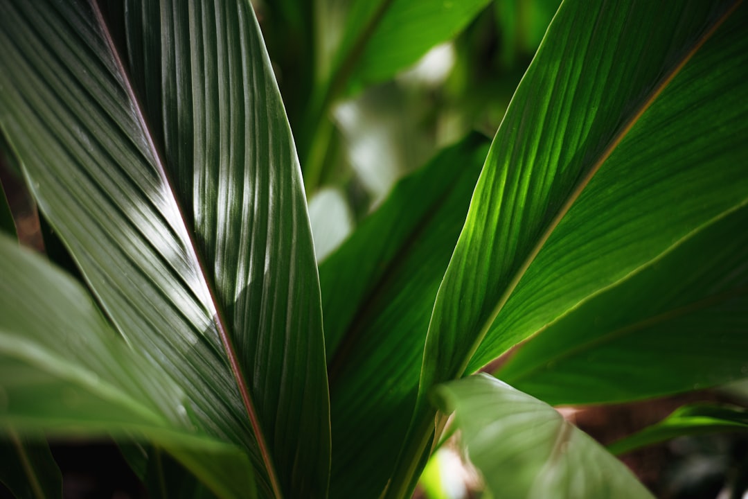 Best Plants for Privacy Screening and Hedging in Singapore