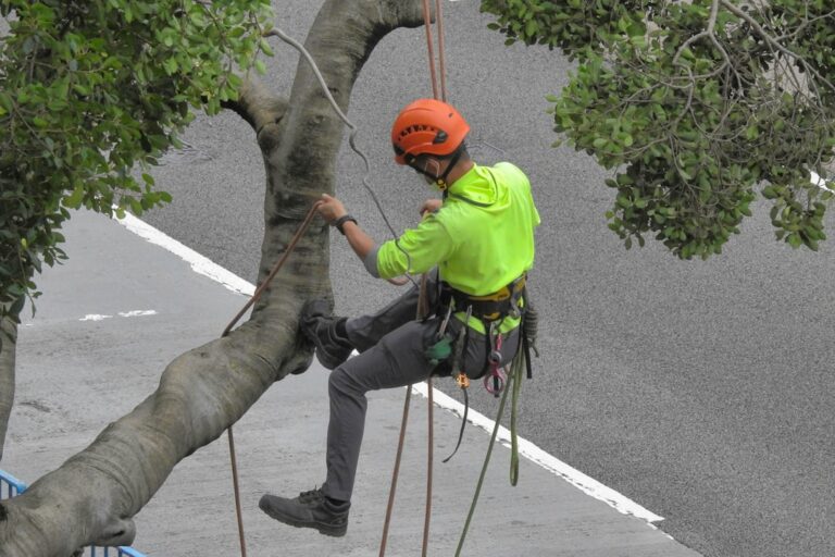 Tree Removal in Singapore: Process, Permits and Cost