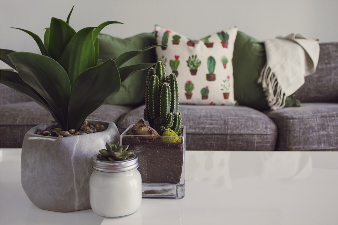 How to Set Up a Green Wall Indoors