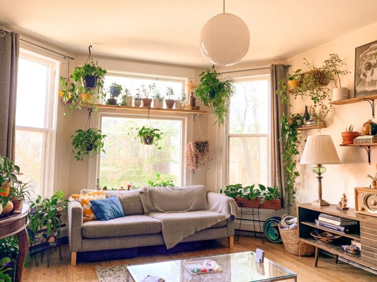 Caring for Succulents and Cacti in Singapore