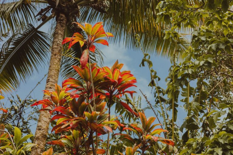Orchids: Growing and Caring for Them in Singapore