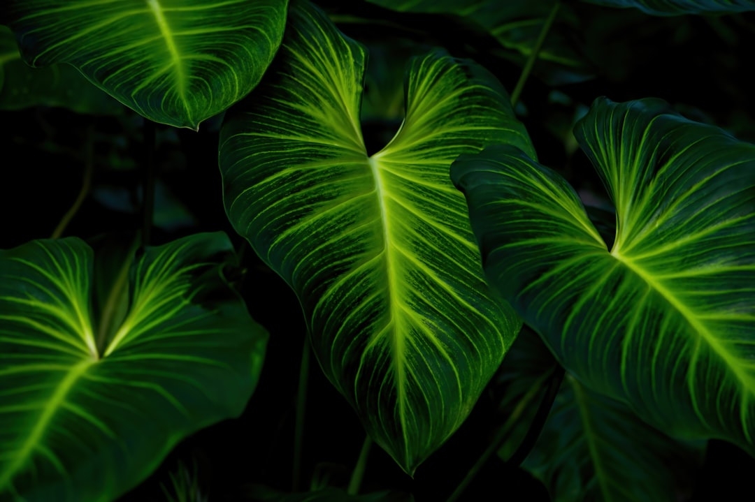 Ferns for Shade and Humidity