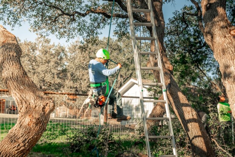 Tree Guards and Protection for Young Trees