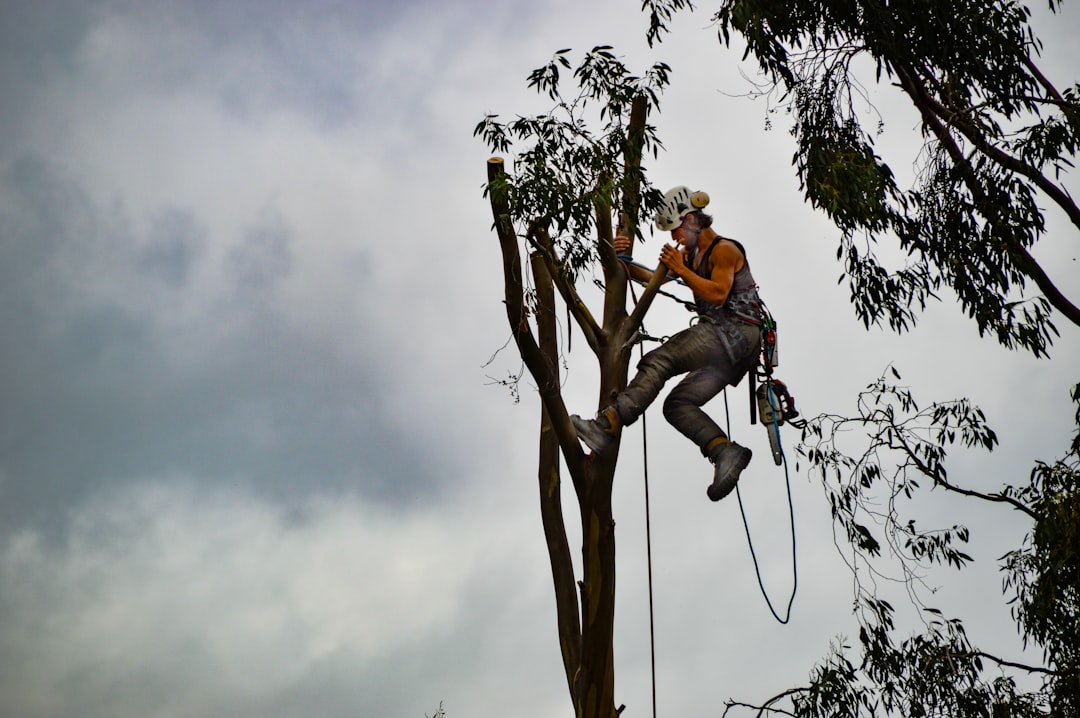 What Is an Arborist Report and When You Need One