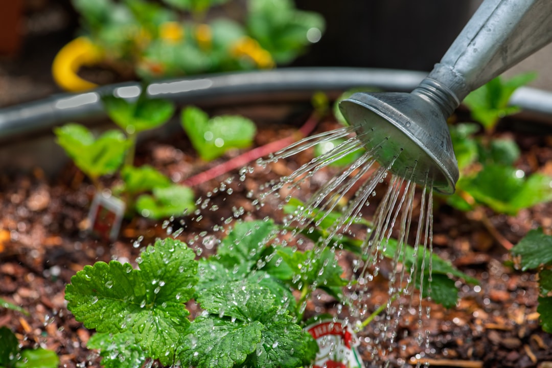 How to Set Up a DIY Drip Irrigation Kit